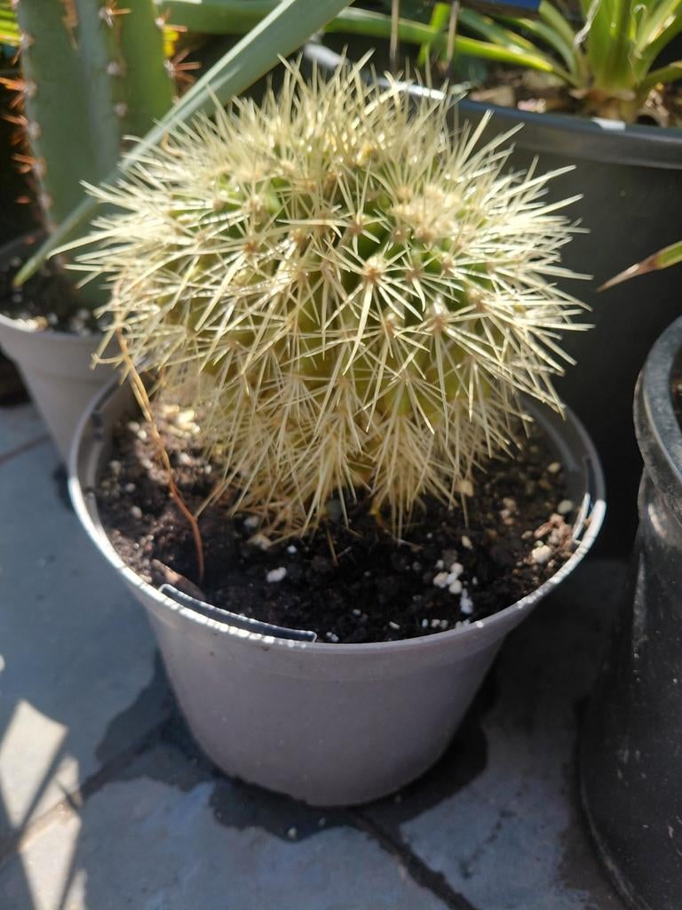 Cactus, Tuin en Terras, Ophalen