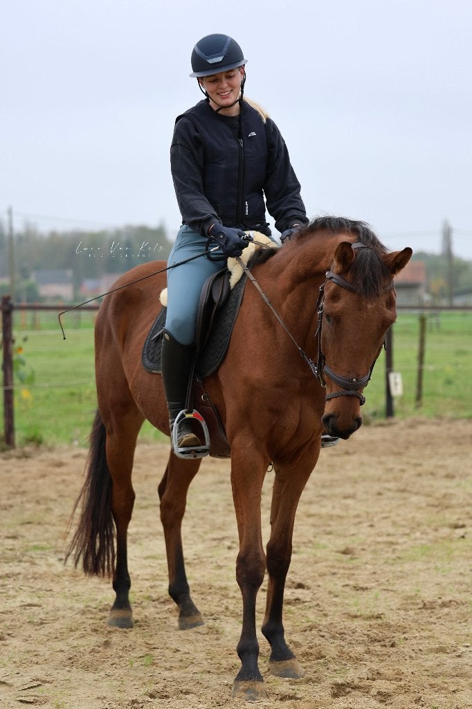 Halve stal - jong paard, Animaux & Accessoires, Chevaux, Hongre, 165 à 170 cm, 3 à 6 ans, Cheval de dressage