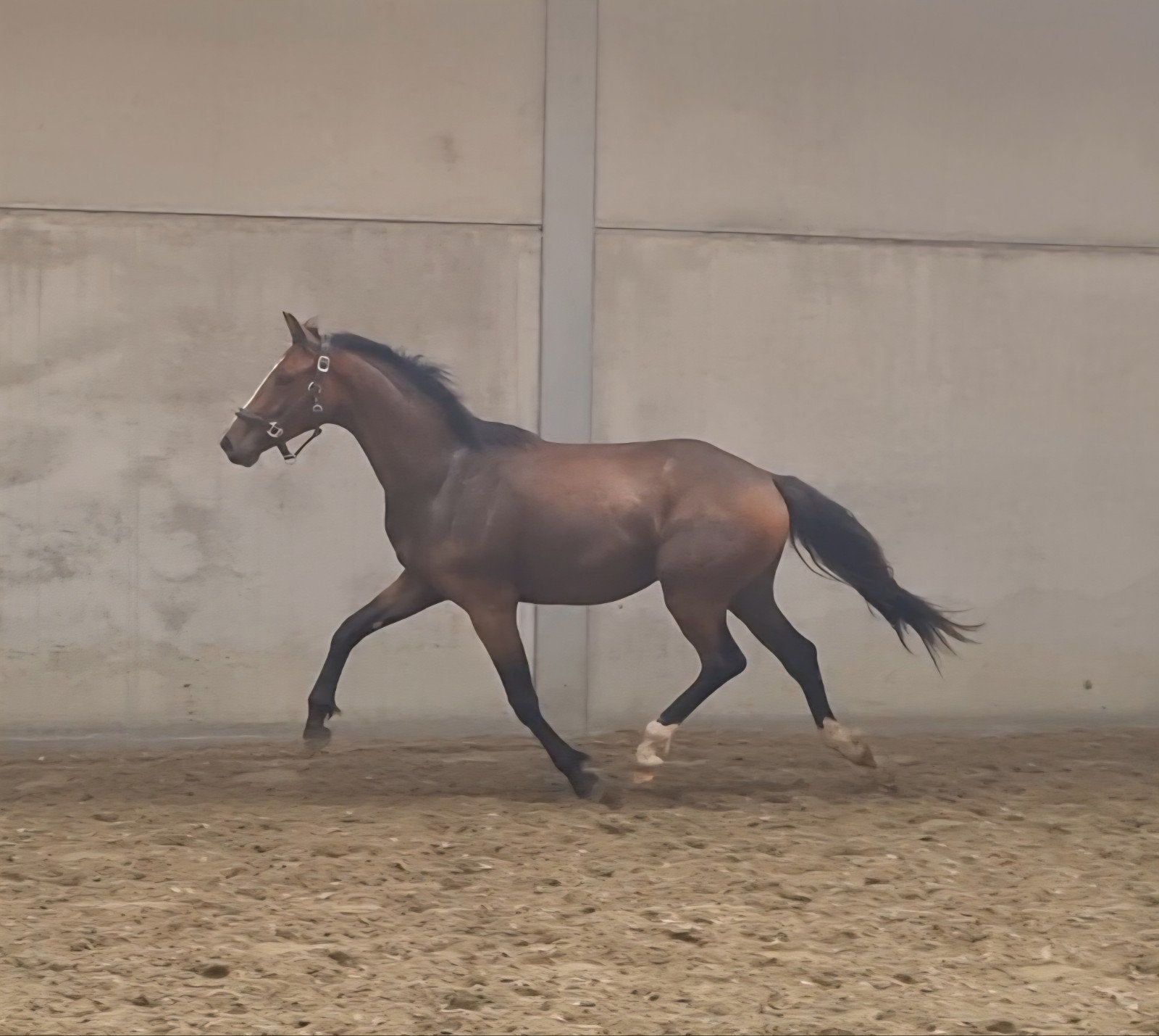 2 jarig dressuurpaard, Dressuurpaard