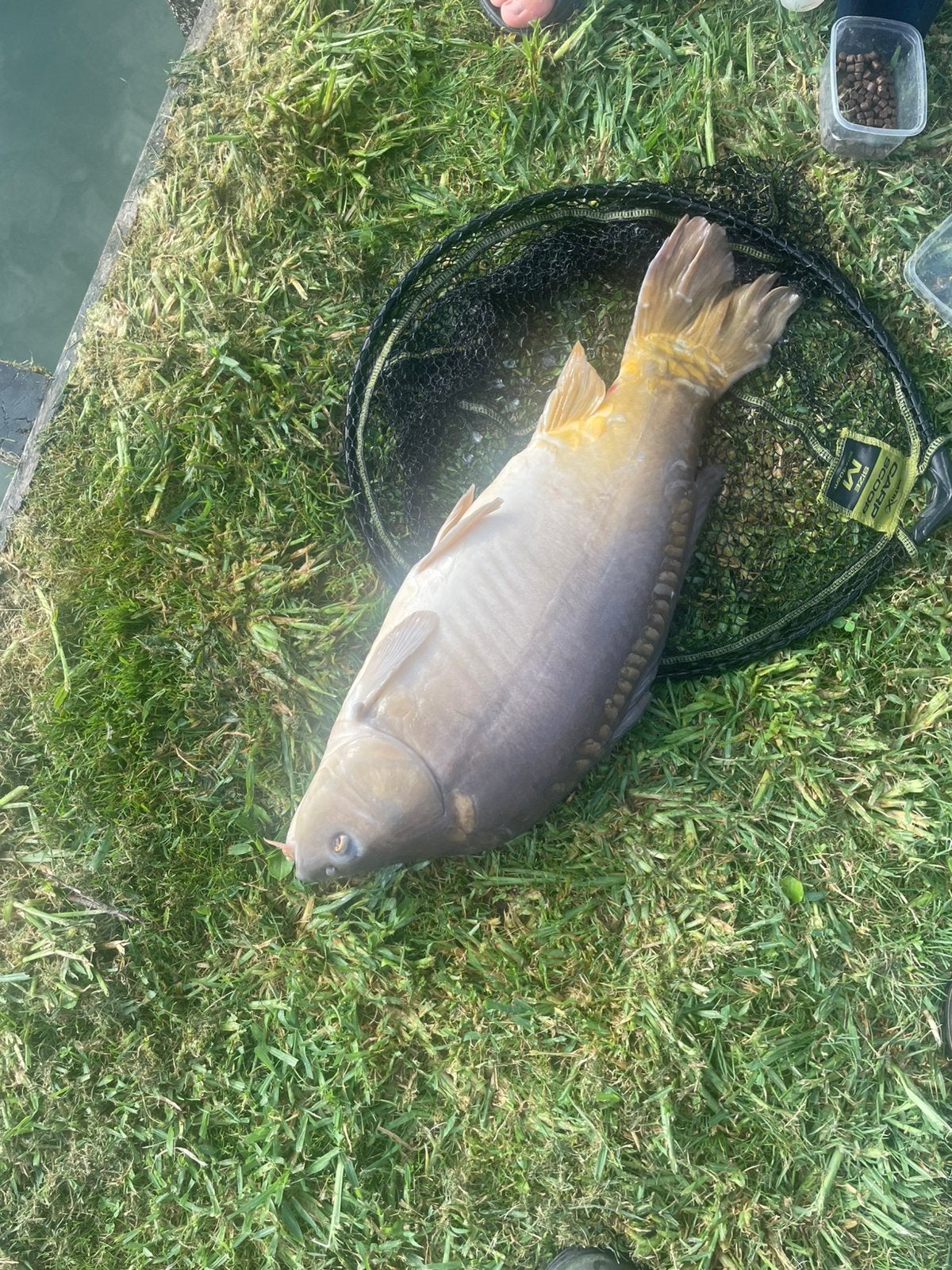 Karper schubs en spiegels, Animaux & Accessoires, Poissons | Poissons d'étang