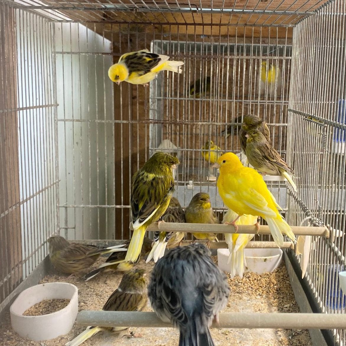 Canaris de Posture, Animaux & Accessoires, Oiseaux | Canaris, Plusieurs animaux, Canari de posture