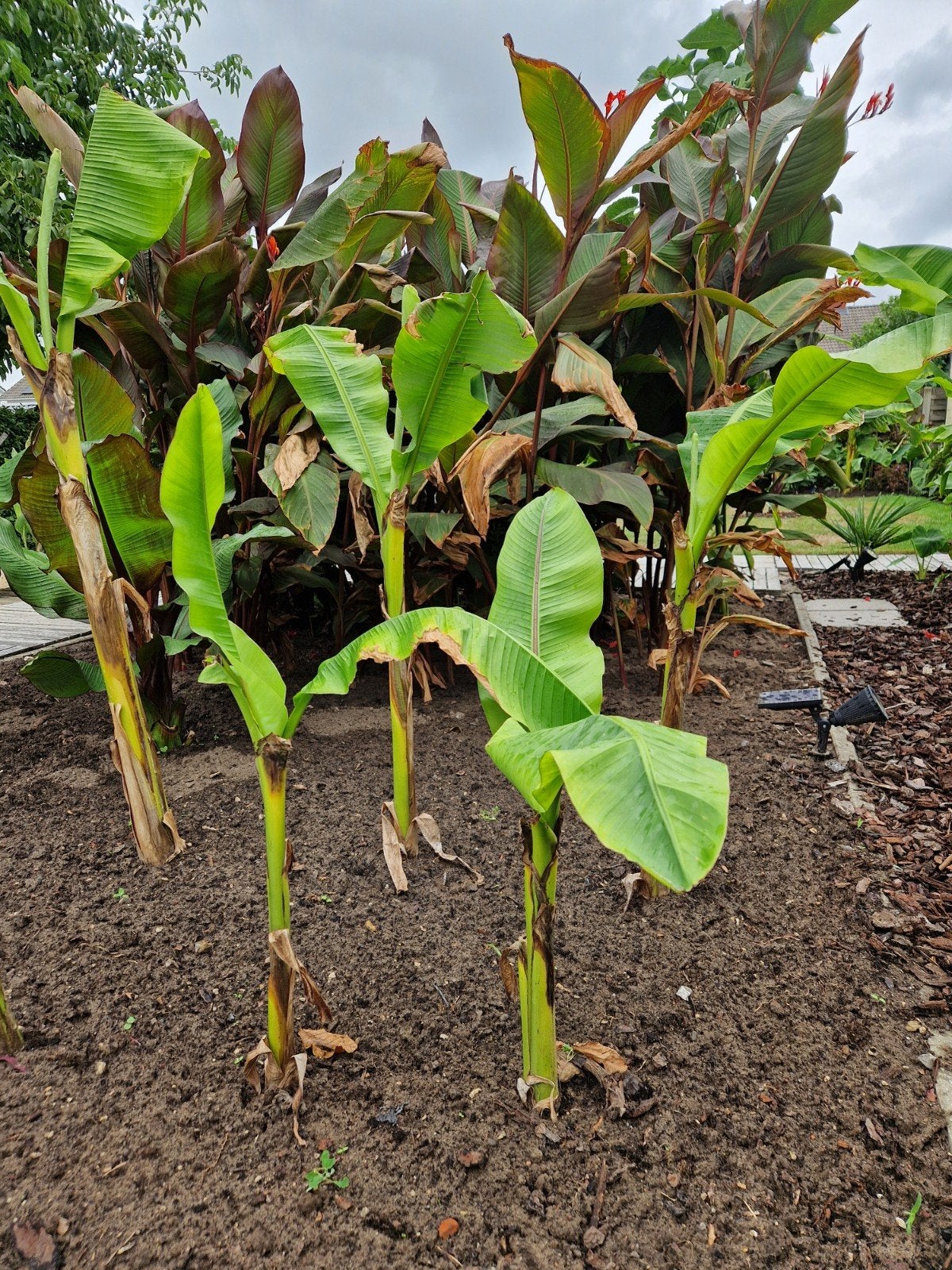 Musa Basjoo 5€, Tuin en Terras, Volle zon, Vaste plant, Bloeit niet, Ophalen