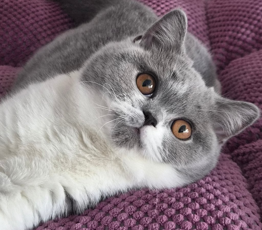 Brits korthaar kittens, Dieren en Toebehoren, Met stamboom