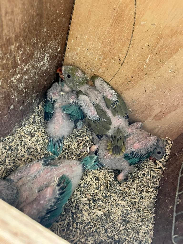 4 weken Halsband parkieten handopfok, Dieren en Toebehoren