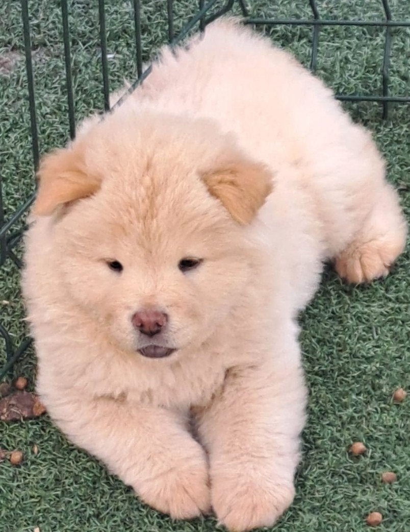 Chiot chow chow chow social très doux, Belgique, 8 à 15 semaines, Éleveur | Loisir, Un chien