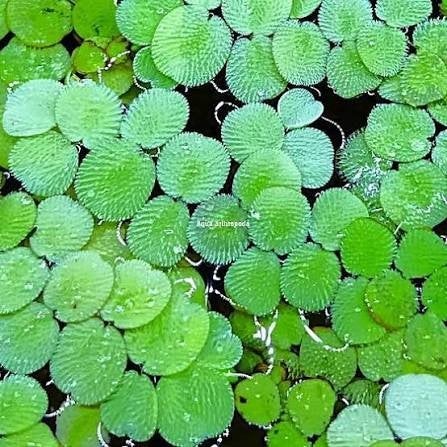 Salvinia minima - plantes utiles, Neuf, Plantes incluses, Enlèvement ou Envoi, Plante(s), Pierre ou Bois