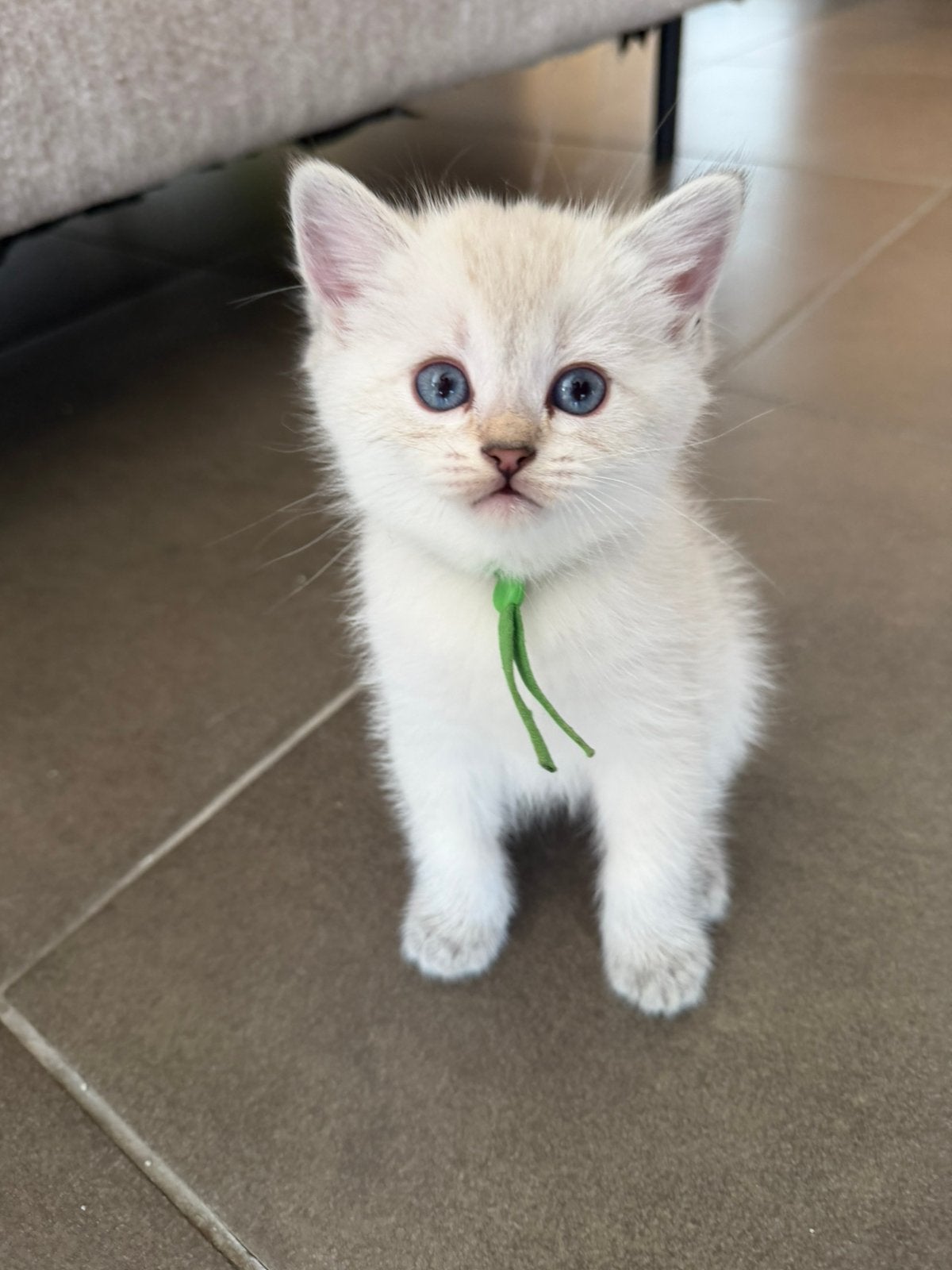 Brits Korthaar nog 3 poesjes en 1 katertje beschikbaar, Animaux & Accessoires, Plusieurs animaux, Avec puce électronique, 0 à 2 ans