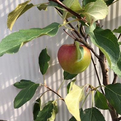 Onbespoten fruitbomen en fruitstruiken uit onze kwekerij, Tuin en Terras, Ophalen of Verzenden, 100 tot 250 cm, In pot, Overige soorten