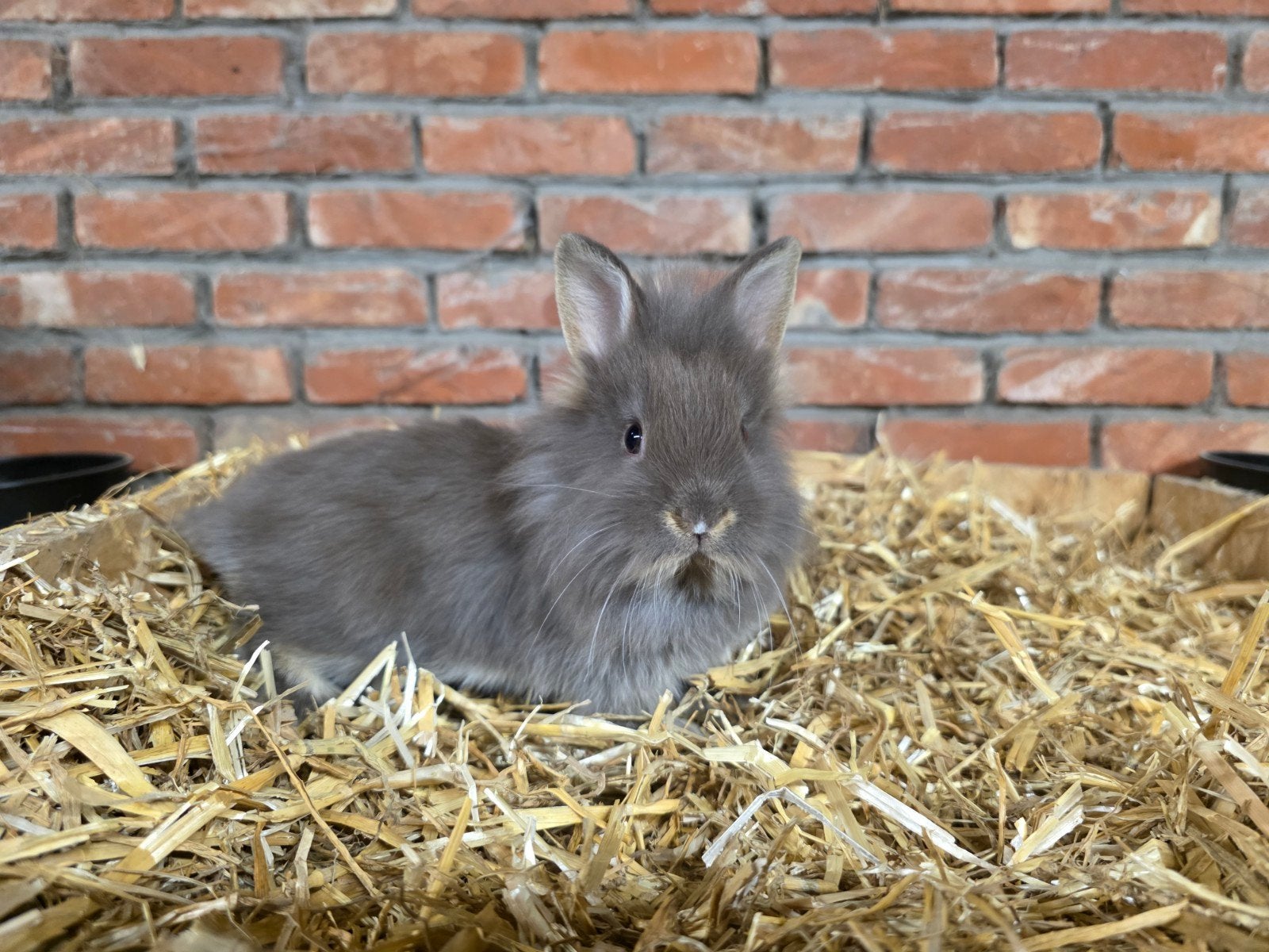 leeuwenkopjes, Dieren en Toebehoren