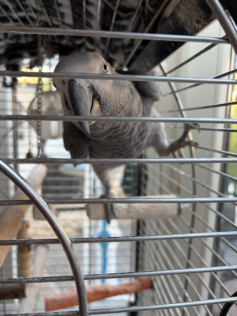 Roodstaart papegaai, Dieren en Toebehoren, Mannelijk, Papegaai