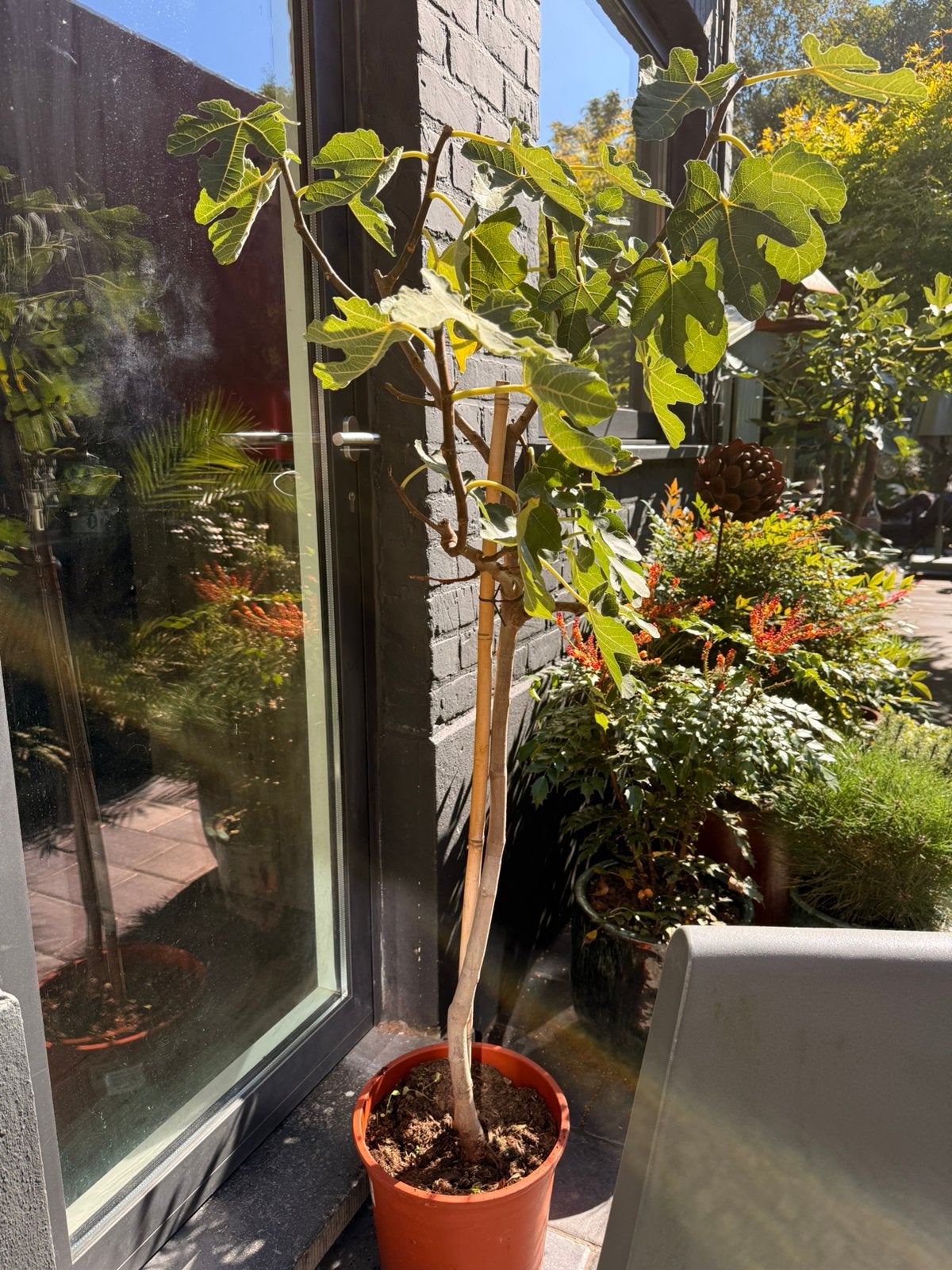 Grote Vijgenboom 150 cm, Tuin en Terras, Ophalen, Vijgenboom
