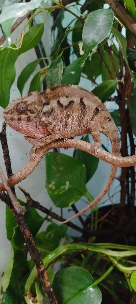 Kameleon, Hagedis, Tam, 0 tot 2 jaar