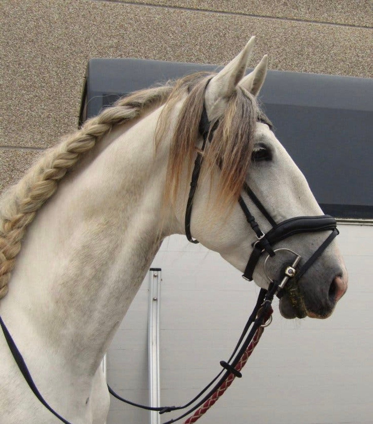 PRE hengst - 1m70, Étalon