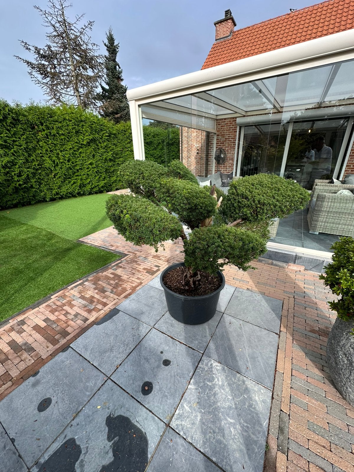 Taxus niwaki bonsai japanse tuin, Ophalen