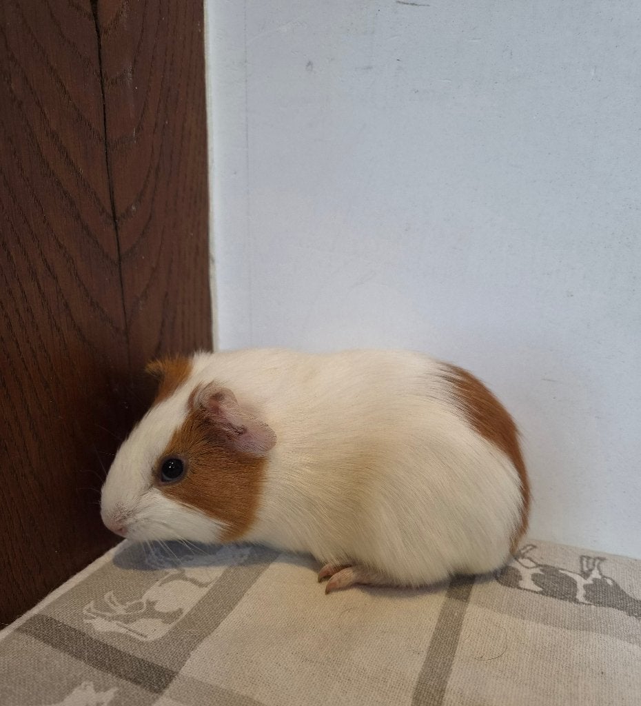 Cavia, Cavia, Mannelijk, Juli, Tam