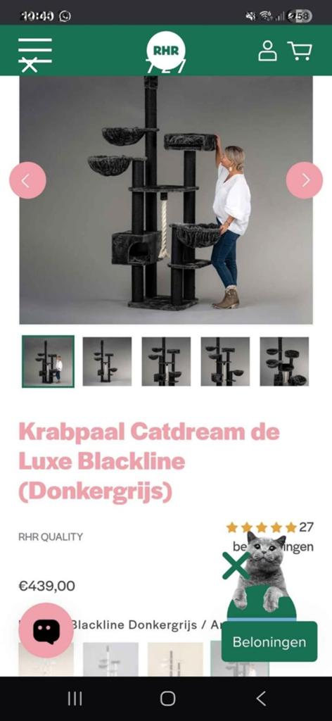 RHR Quality Grote  Maine Coon Krabpaal, Enlèvement
