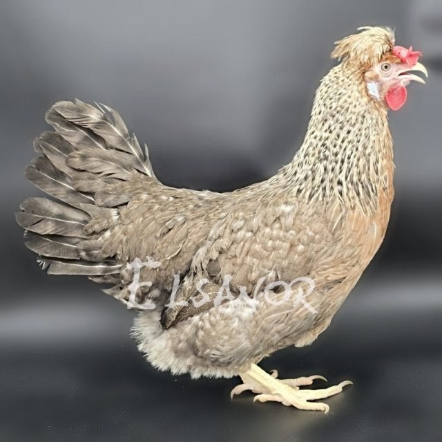 Lot Poules Cream Legbar 6 mois, Femelle, Poule ou poulet