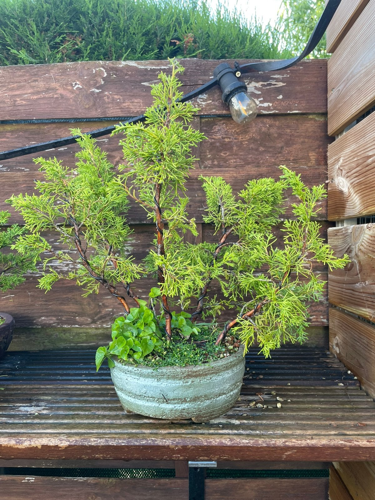 Bonsai juniperus bosje, Enlèvement