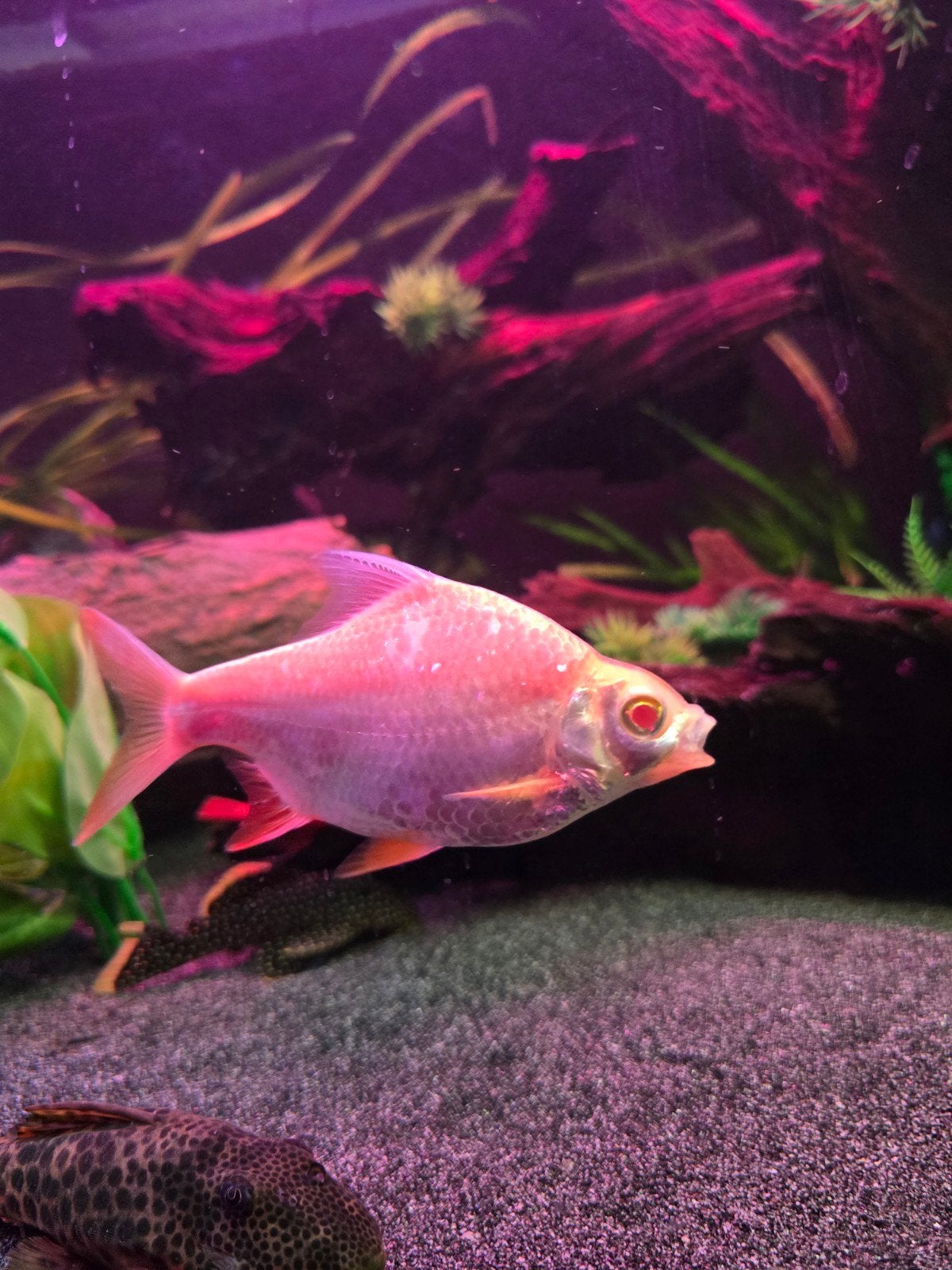 albino tinfoil barbs, Dieren en Toebehoren