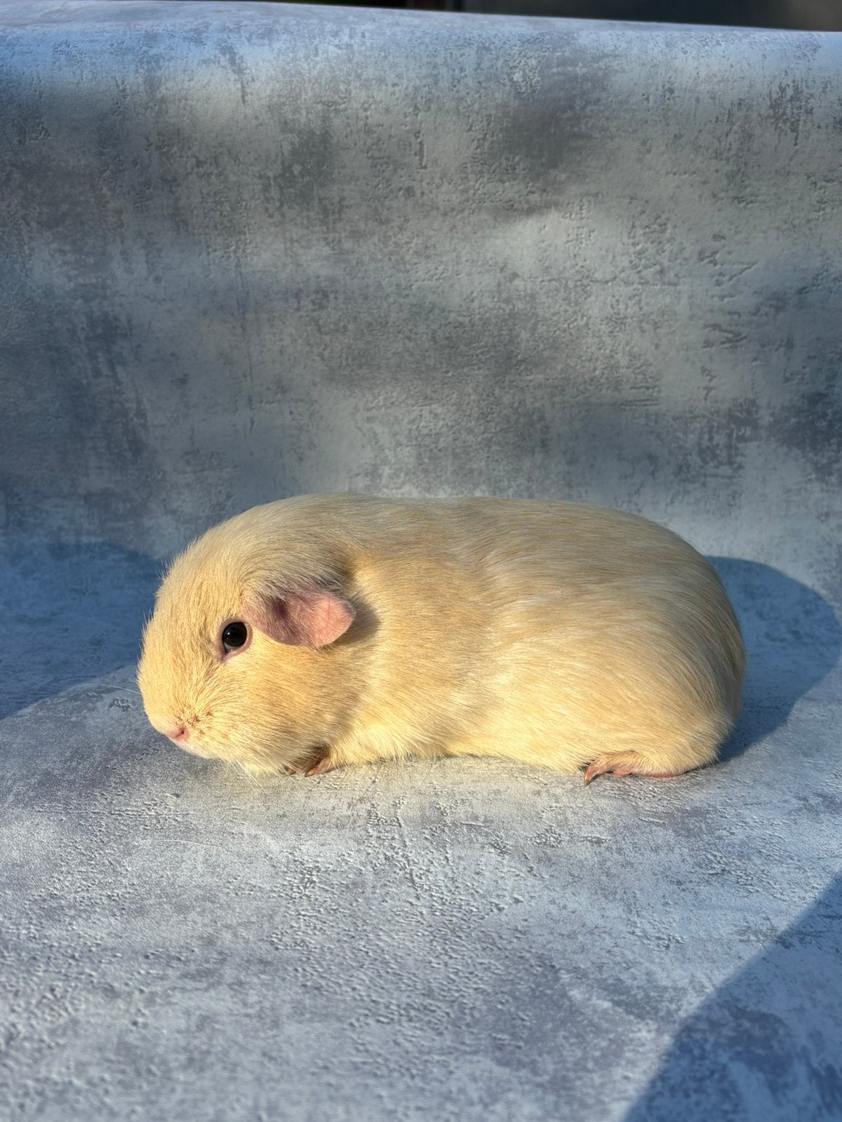 Cavia crème vrouwelijk, Vrouwelijk, Tam, Maart, Cavia