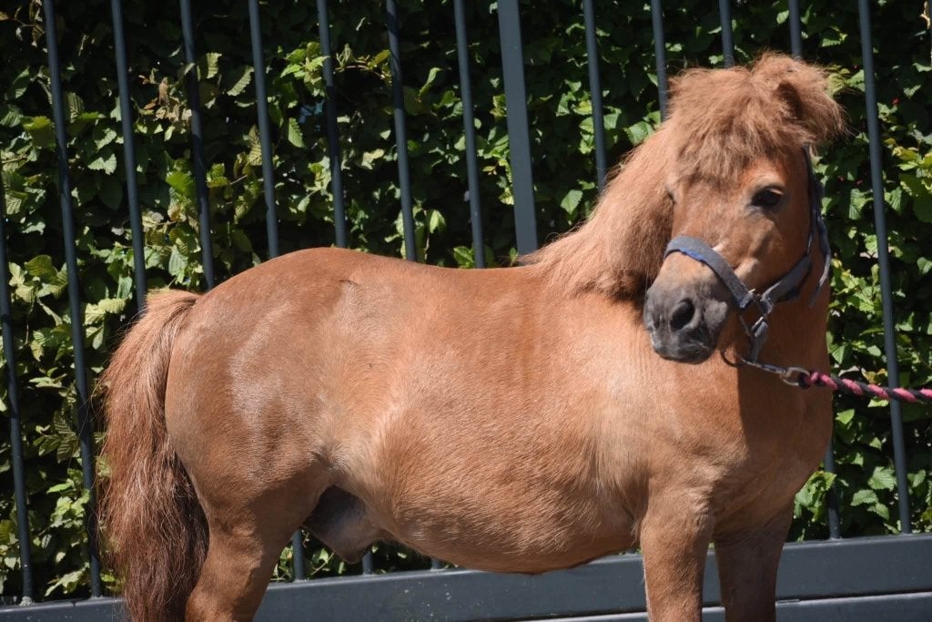 Prachtige Shetlanders te koop, Avec pedigree, Poney de récréation, Plusieurs animaux, Poney A (jusqu'à 1.17 m)