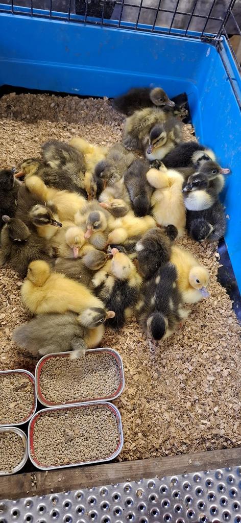 Jeunes canards, Sexe inconnu
