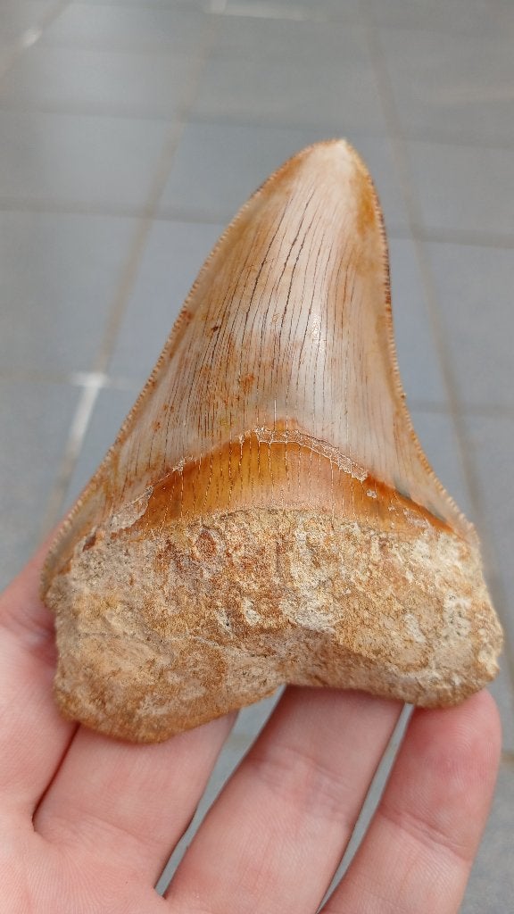 Fossiles de dents de requin mégalodon, Collections, Minéraux & Fossiles, Fossile, Enlèvement ou Envoi