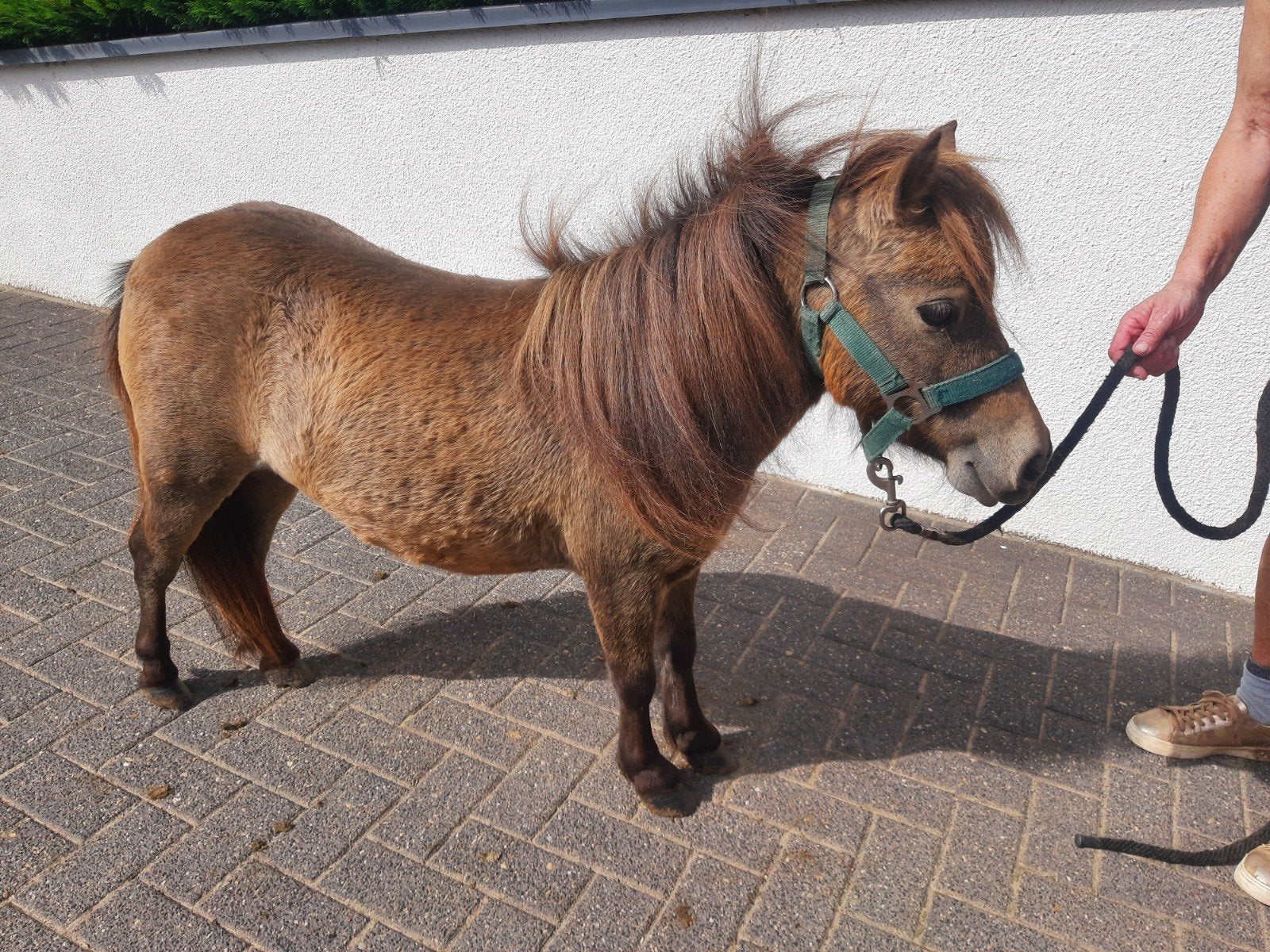 shetland merrie met stamboek, Dieren en Toebehoren, Merrie, Met stamboom, A pony (tot 1.17m), 3 tot 6 jaar