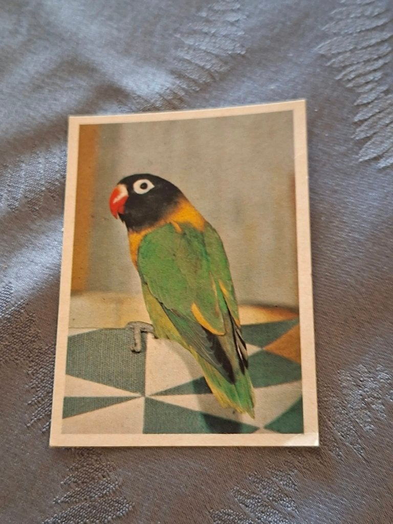 Prentje/Chromo : Zwartkopje, Verzamelen, Ophalen of Verzenden, Gebruikt, Dier, Prent