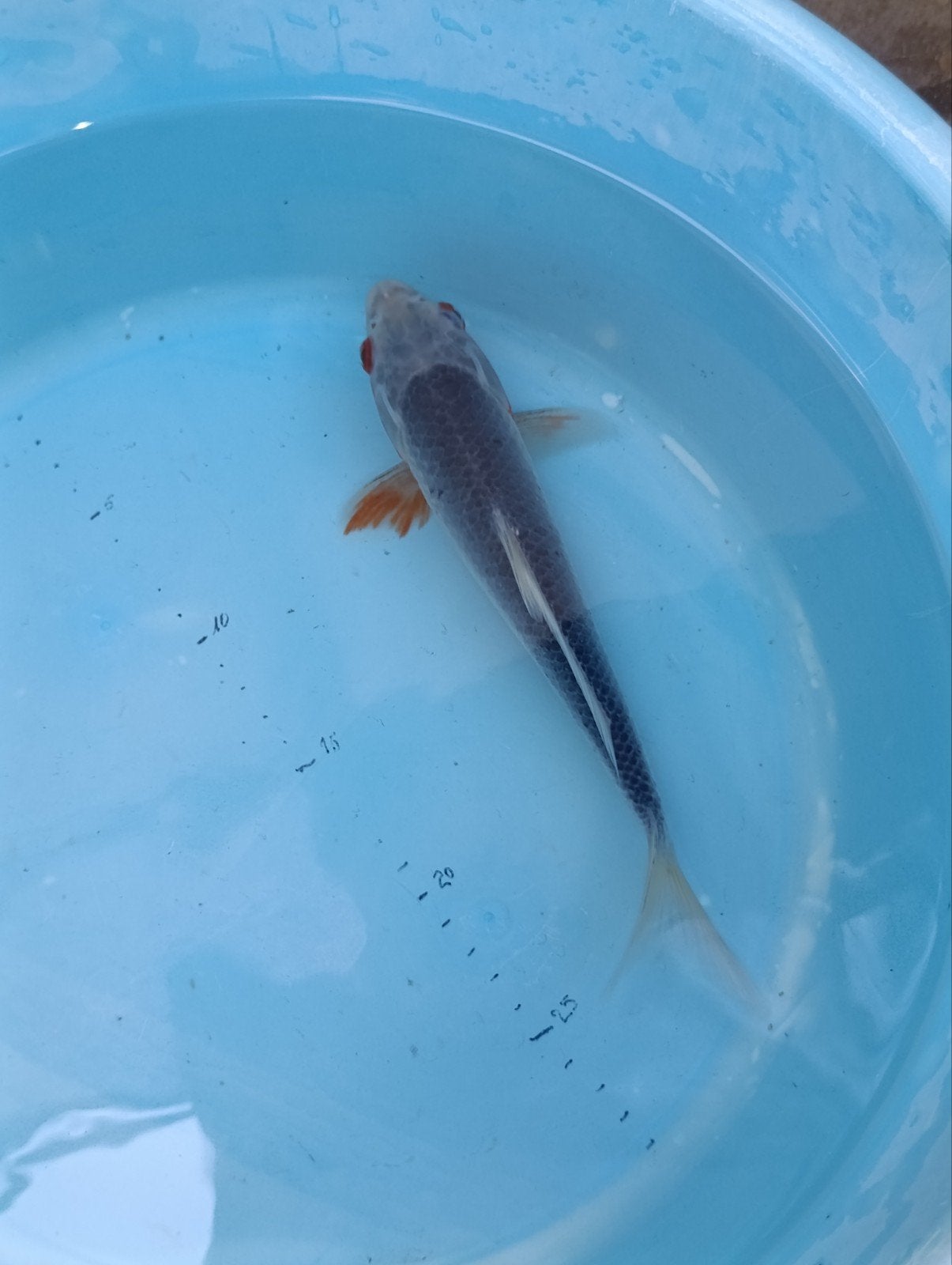 Japanse koi Asagi, Dieren en Toebehoren, Vissen | Vijvervissen