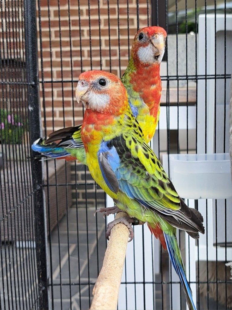Pracht rosella, Parkiet, Geringd