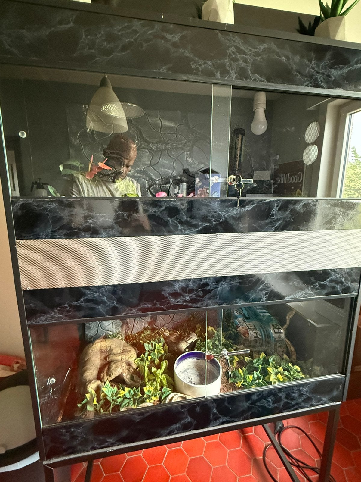 Boa constrictor salmon+ 4 koningpythons met terrariums, Enlèvement, Comme neuf