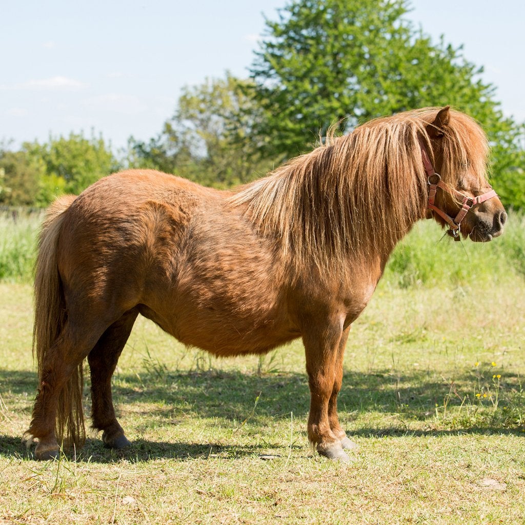 Shetlandmerrie en hengstveulen te koop, Animaux & Accessoires, Poneys, Plusieurs animaux, Ne s'applique pas, Poney de récréation