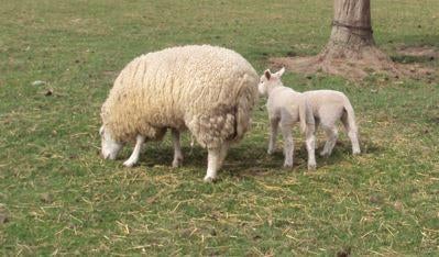 Schaap met twee ooilammetjes, Femelle, Mouton