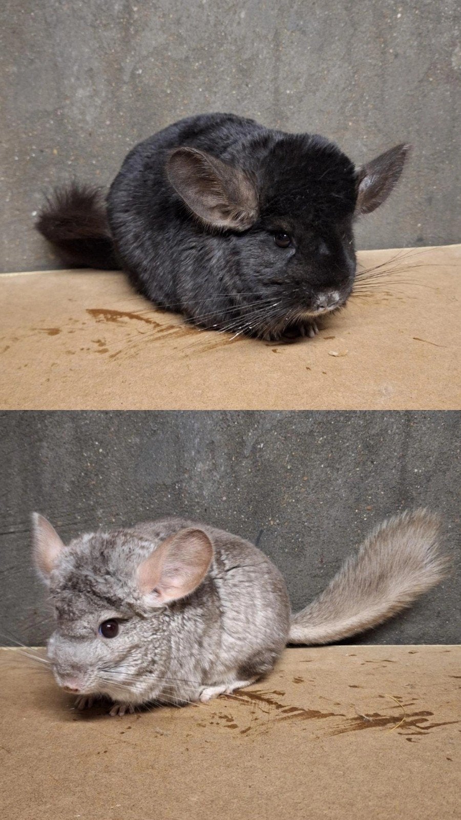 chinchilla’s dames zoeken nieuwe thuis, Février, Femelle