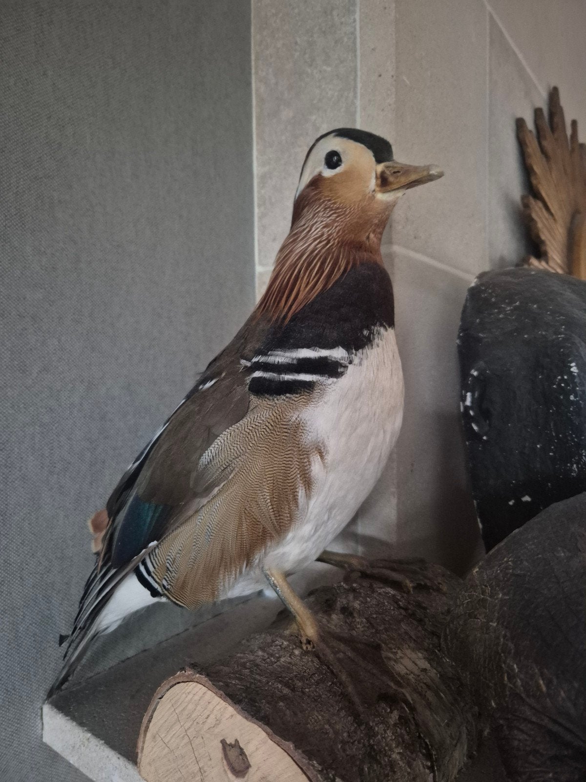 opgezette vogel taxidermie, Ophalen of Verzenden