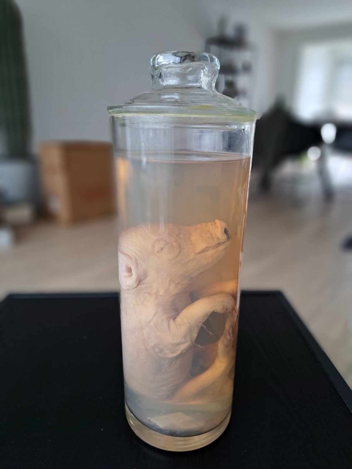 Taxidermie/Échantillons mouillés/Gros sur eau forte, Antiquités & Art, Enlèvement