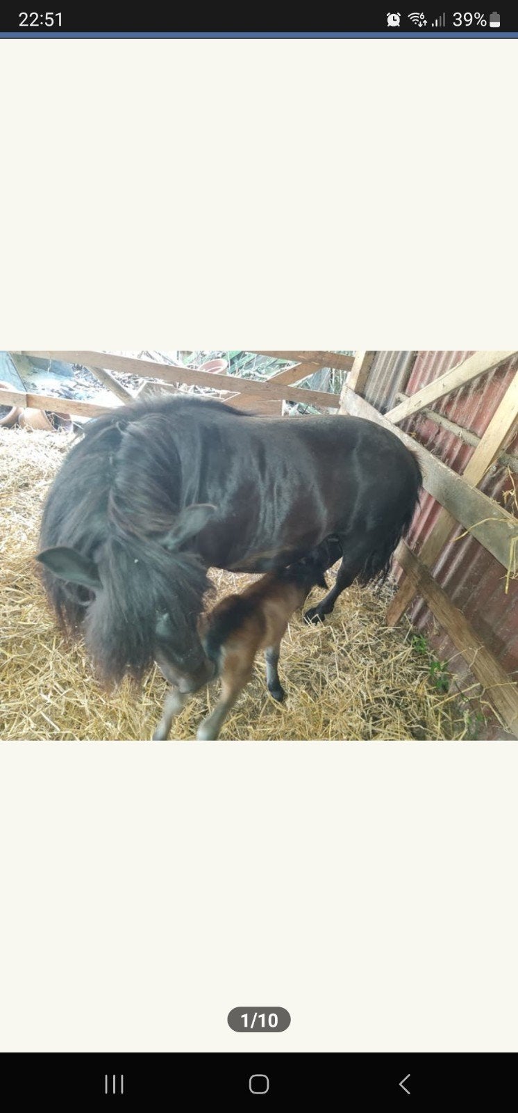 18 jaar merrie 93 cm met hengstveulen pas kwijt, Juin, Femelle