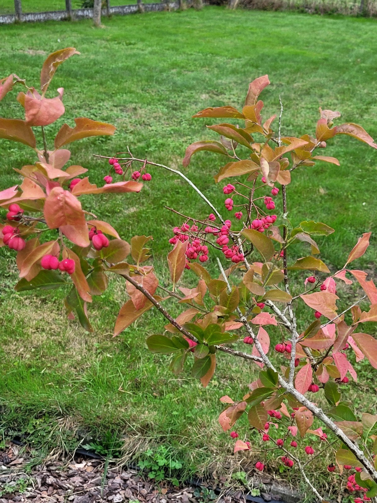 kardinaalsmuts pre-bonsai, Tuin en Terras, Ophalen