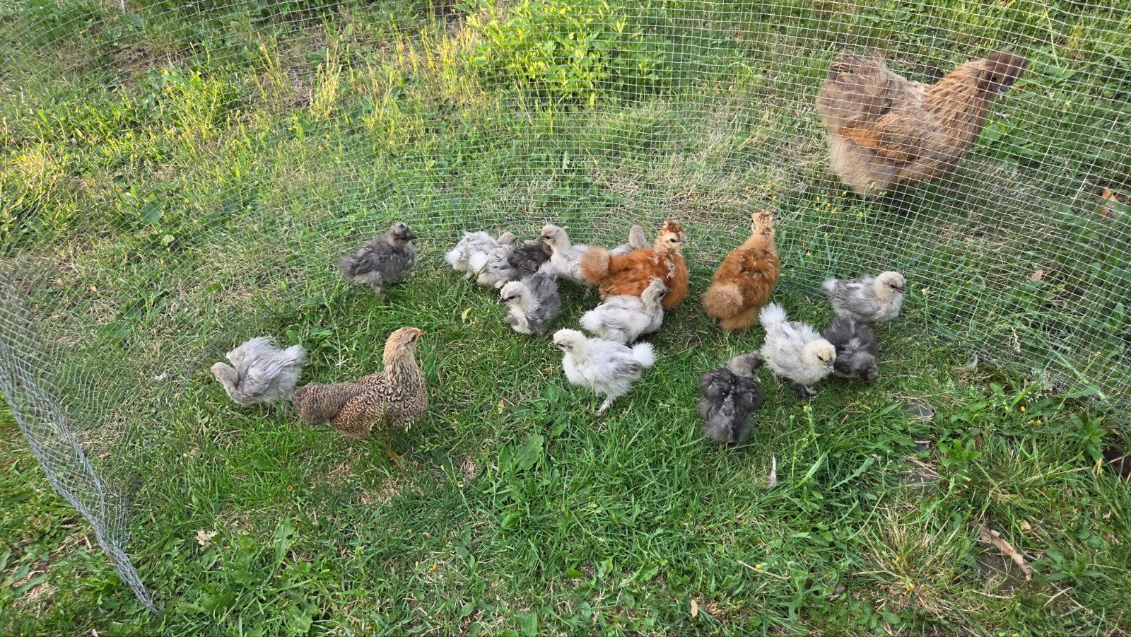 Kuikens zijdehoender, Dieren en Toebehoren