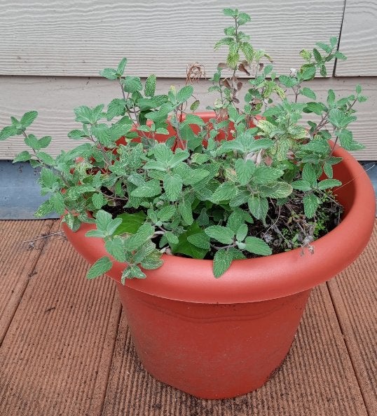 Kattenkruid (biologische nepeta) in pot, Enlèvement, Herbe à chat