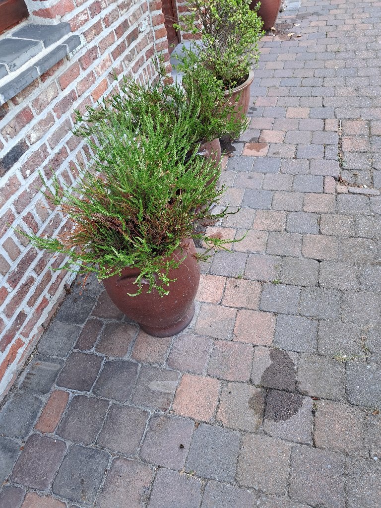 Bloempotten met plant, Ophalen, Zo goed als nieuw, Aardewerk, Balkon