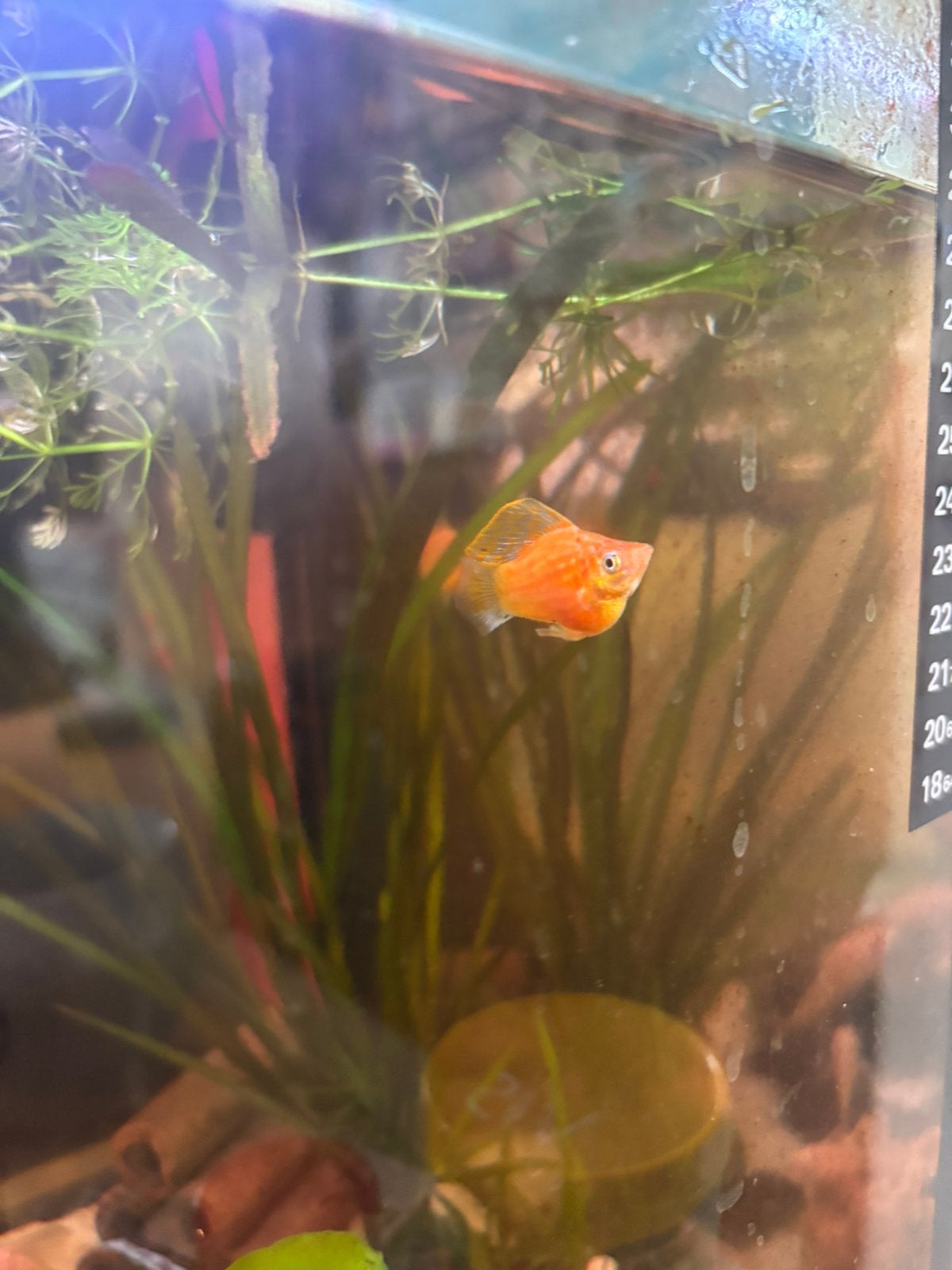 Prachtige Rasechte Oranje striped Ballon Molly’s te Koop!, Dieren en Toebehoren