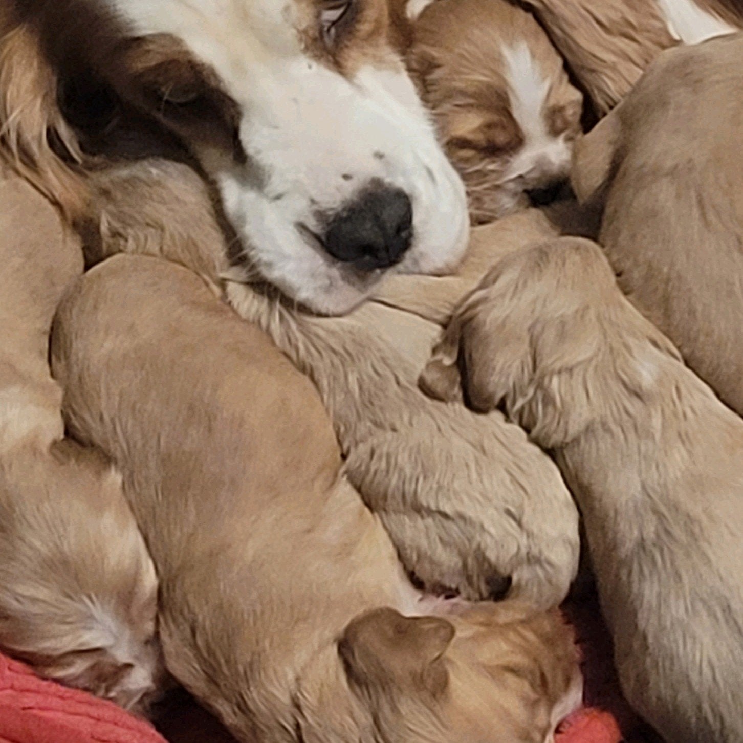 Engelse cocker pups leven huislijk ouders HE ED DNA GETEST, Dieren en Toebehoren, Honden | Retrievers, Spaniëls en Waterhonden