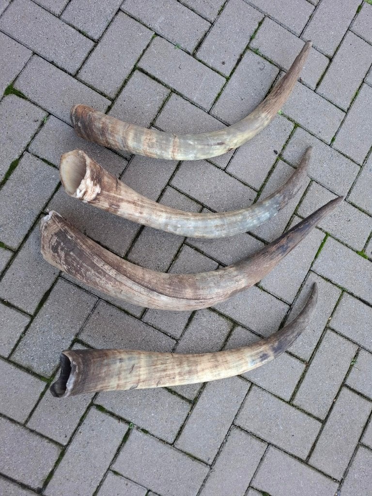 longhorn 70cm., Ophalen, Gebruikt, Decoratieobject, Natuurlijk materiaal