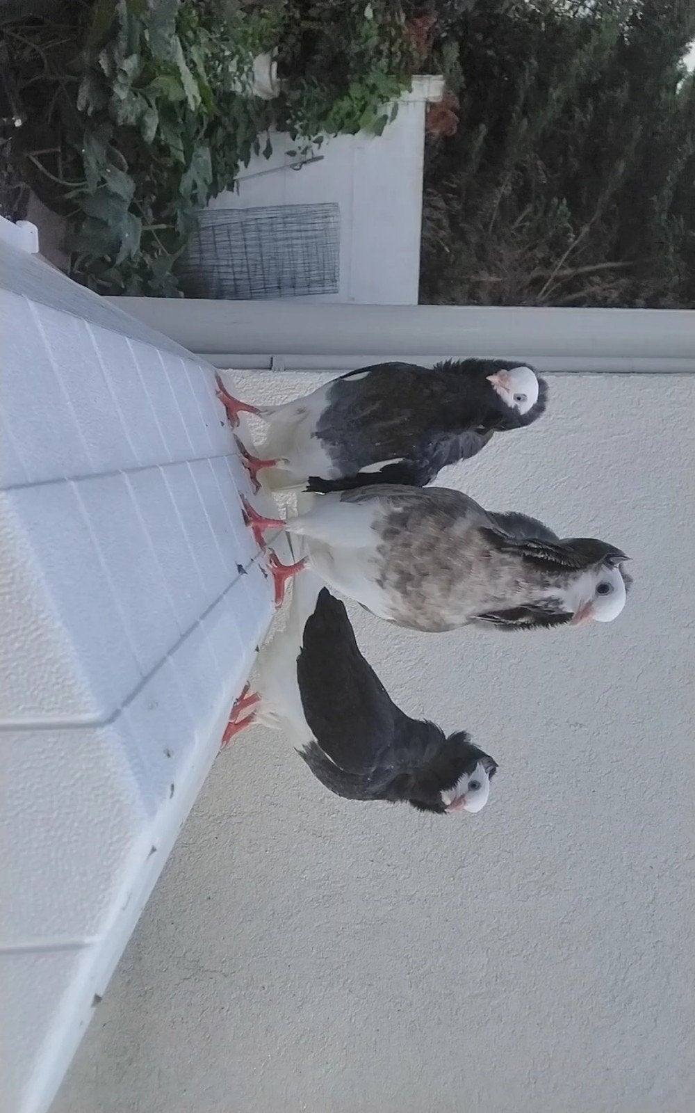 baby duiven ruilen, Overige soorten