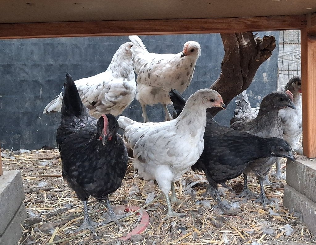 Jonge hennen Silverudds groenleggers, Dieren en Toebehoren, Meerdere dieren, Kip