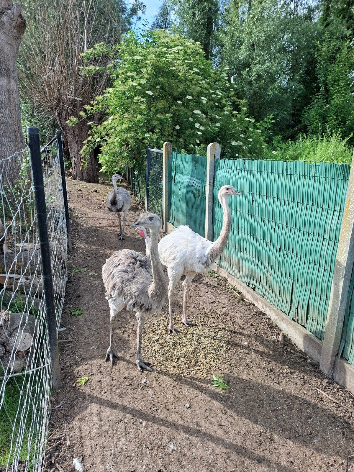 Nandoe, Dieren en Toebehoren, Juni, Meerdere dieren