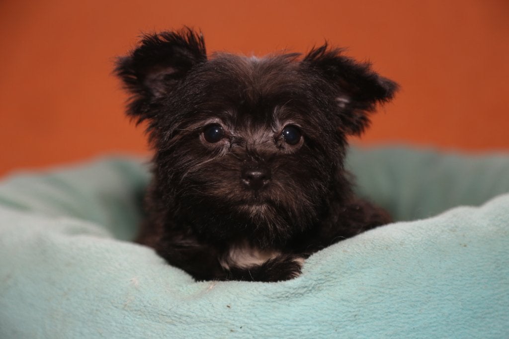 Morkie mini puppy teef, geboren 6 augustus,, Dieren en Toebehoren, België, Overige rassen, CDV (hondenziekte), 8 tot 15 weken