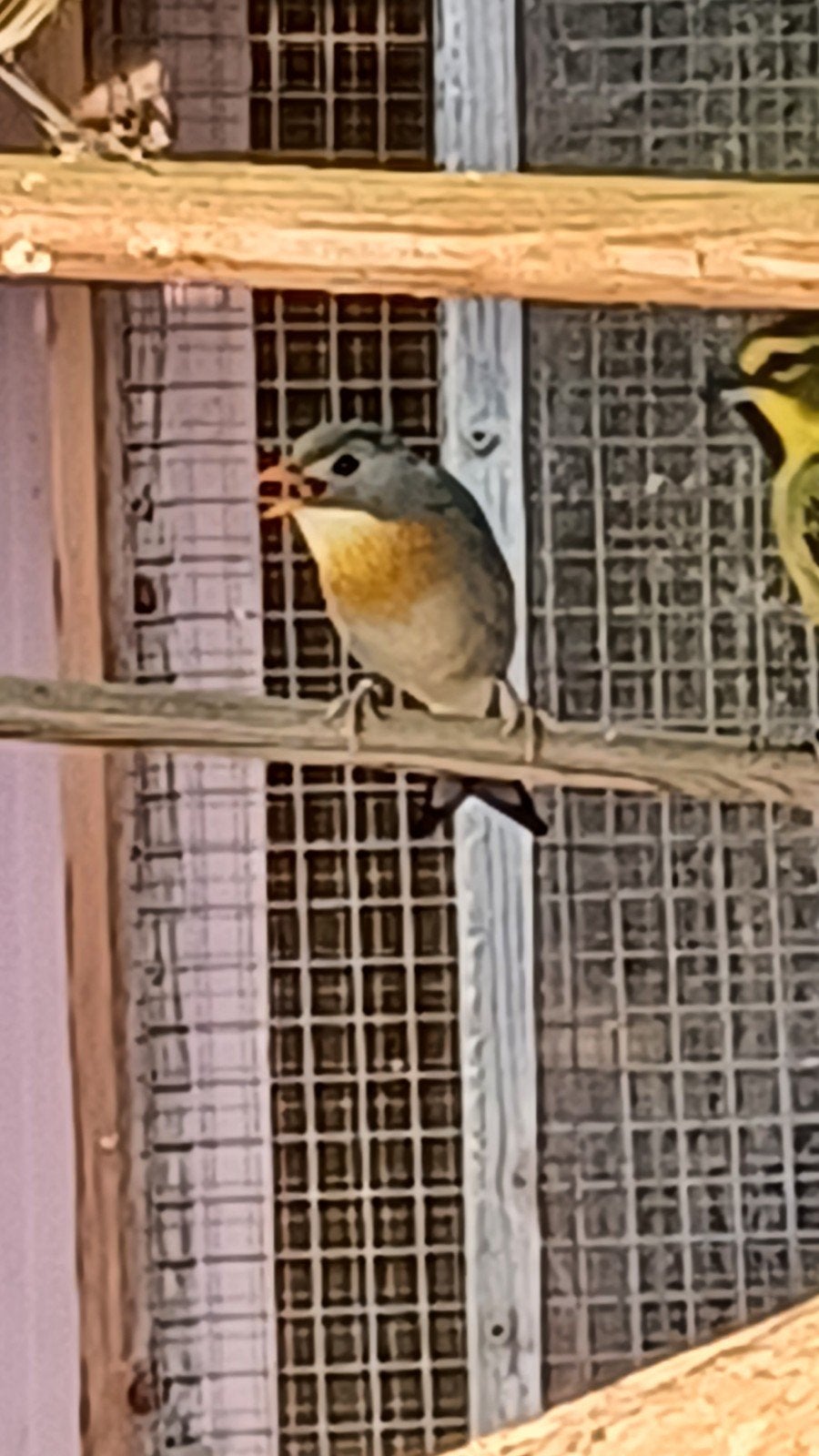 nachtegalen te koop, Meerdere dieren, Wildzangvogel, Tam